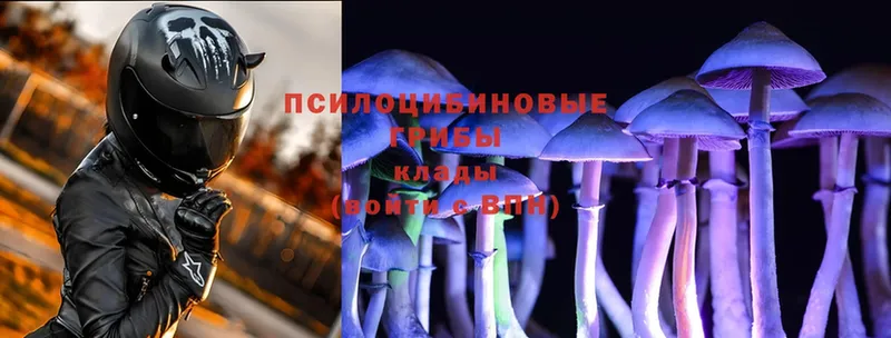 Псилоцибиновые грибы Cubensis  где найти   omg сайт  Пошехонье 